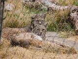 Living Desert State Park : New Mexico